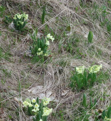 Primula elatior