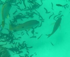 Lutjanus fulviflamma