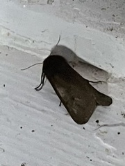 Phragmatobia fuliginosa