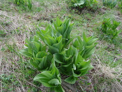 Veratrum lobelianum