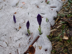 Crocus heuffelianus