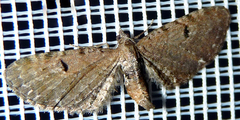 Eupithecia assimilata