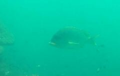 Plectorhinchus gaterinus