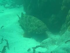 Epinephelus malabaricus