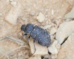Lepispilus rotundicollis