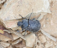 Lepispilus rotundicollis