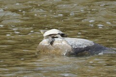 Trachemys gaigeae
