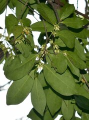 Diospyros hebecarpa