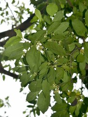 Diospyros hebecarpa