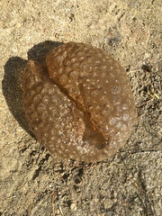 Pectinatella magnifica