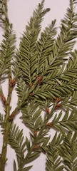 Sequoia sempervirens