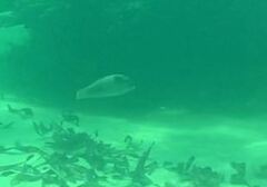 Halichoeres scapularis