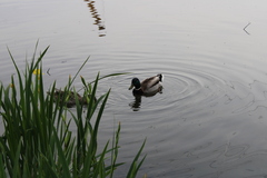 Anas platyrhynchos