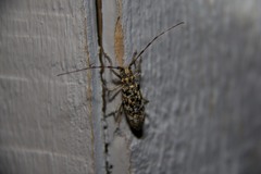Monochamus marmorator