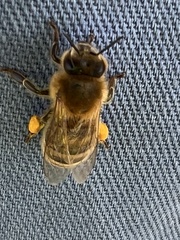 Apis mellifera