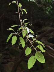 Ficus virens virens
