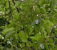 Ficus virens virens