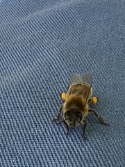 Apis mellifera