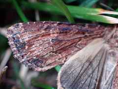 Apamea lignicolora