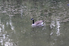 Branta canadensis