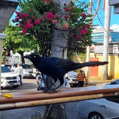 Quiscalus mexicanus