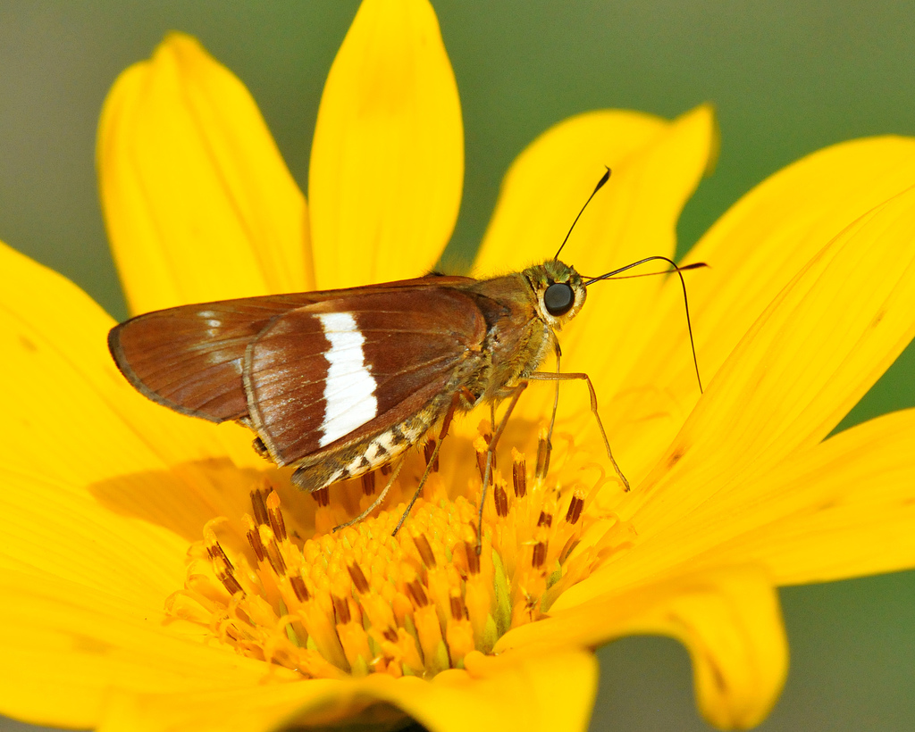 Evadnes Skipper