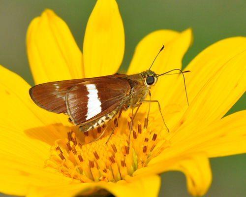 Evadnes Skipper