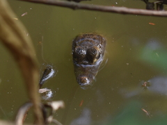 Caiman crocodilus fuscus