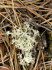 Cladonia arbuscula