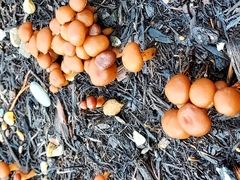 Kuehneromyces marginellus