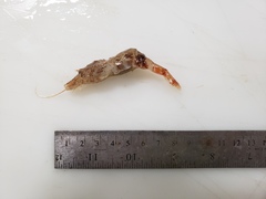 Sabinea sarsii