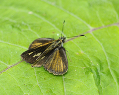 Parphorus sapala