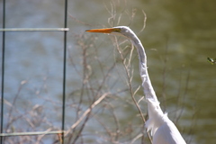 Ardea alba