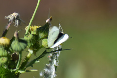 Pieris rapae rapae