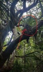 Todiramphus sanctus vagans