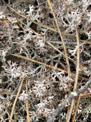 Cladonia rangiferina