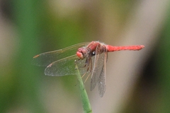 Sympetrum gilvum