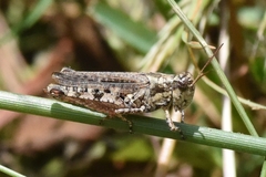 Baeacris