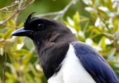 Cyanocorax cristatellus