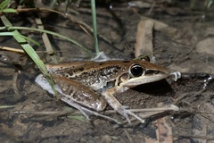 Litoria nasuta