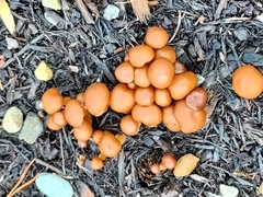 Kuehneromyces marginellus