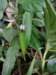 Leptinotarsa crucigera