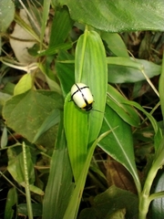 Leptinotarsa crucigera