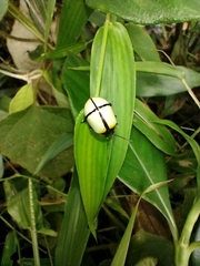 Leptinotarsa crucigera