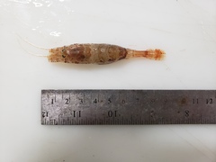 Sabinea sarsii