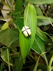 Leptinotarsa crucigera