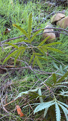 Lyonothamnus floribundus