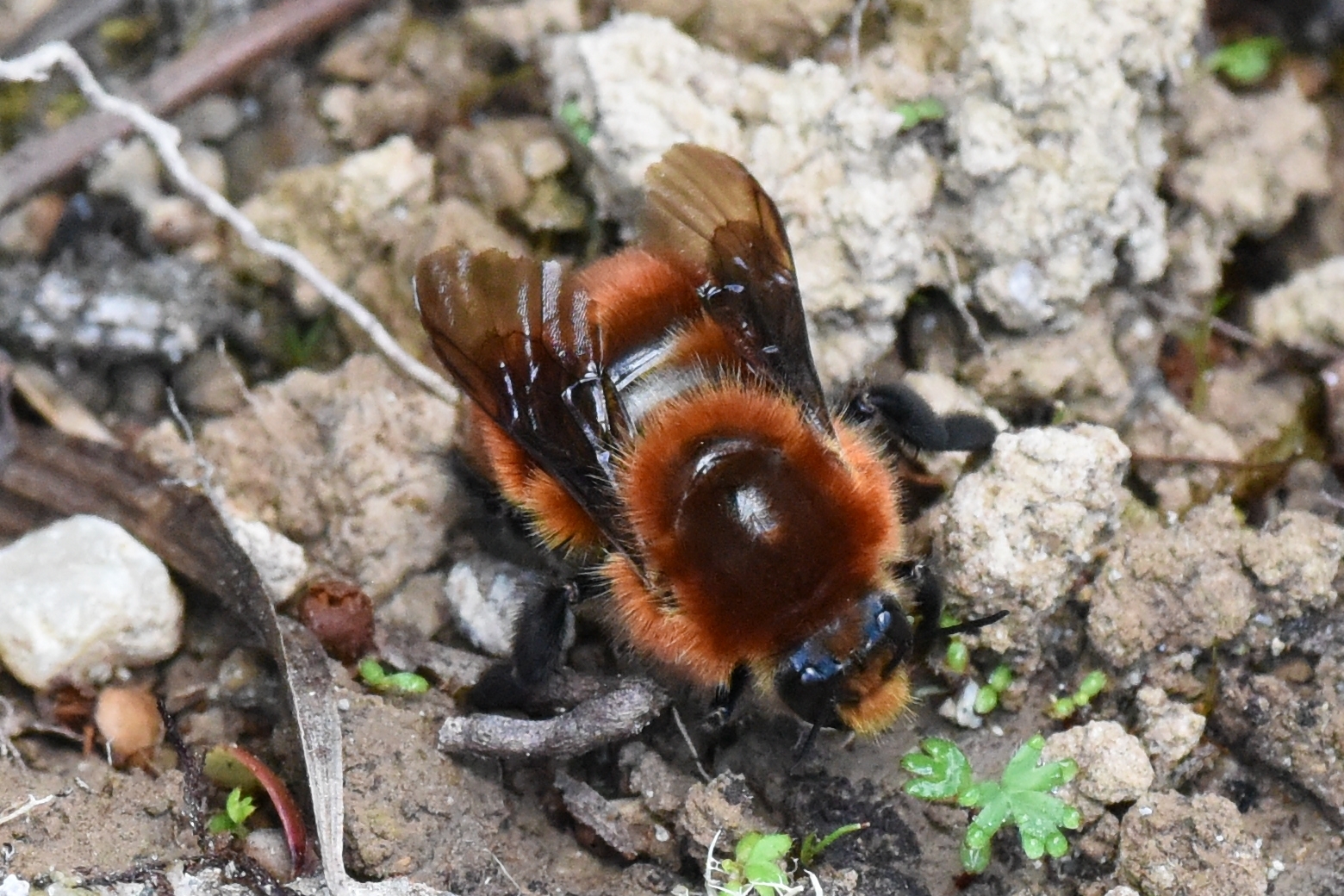 Bombus rubicundus image