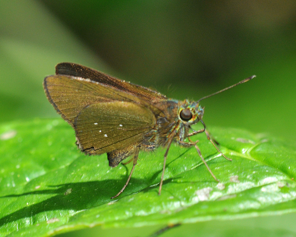 Niconiades viridis