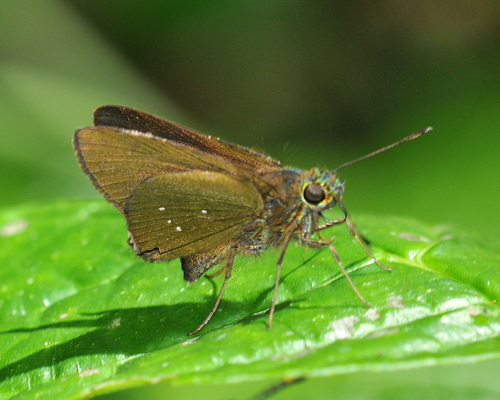 Niconiades viridis